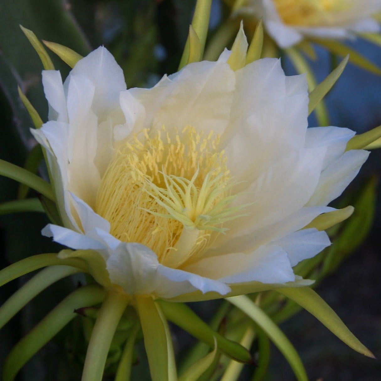 White flower of the Hylocereus undatus dragon fruit cactus.