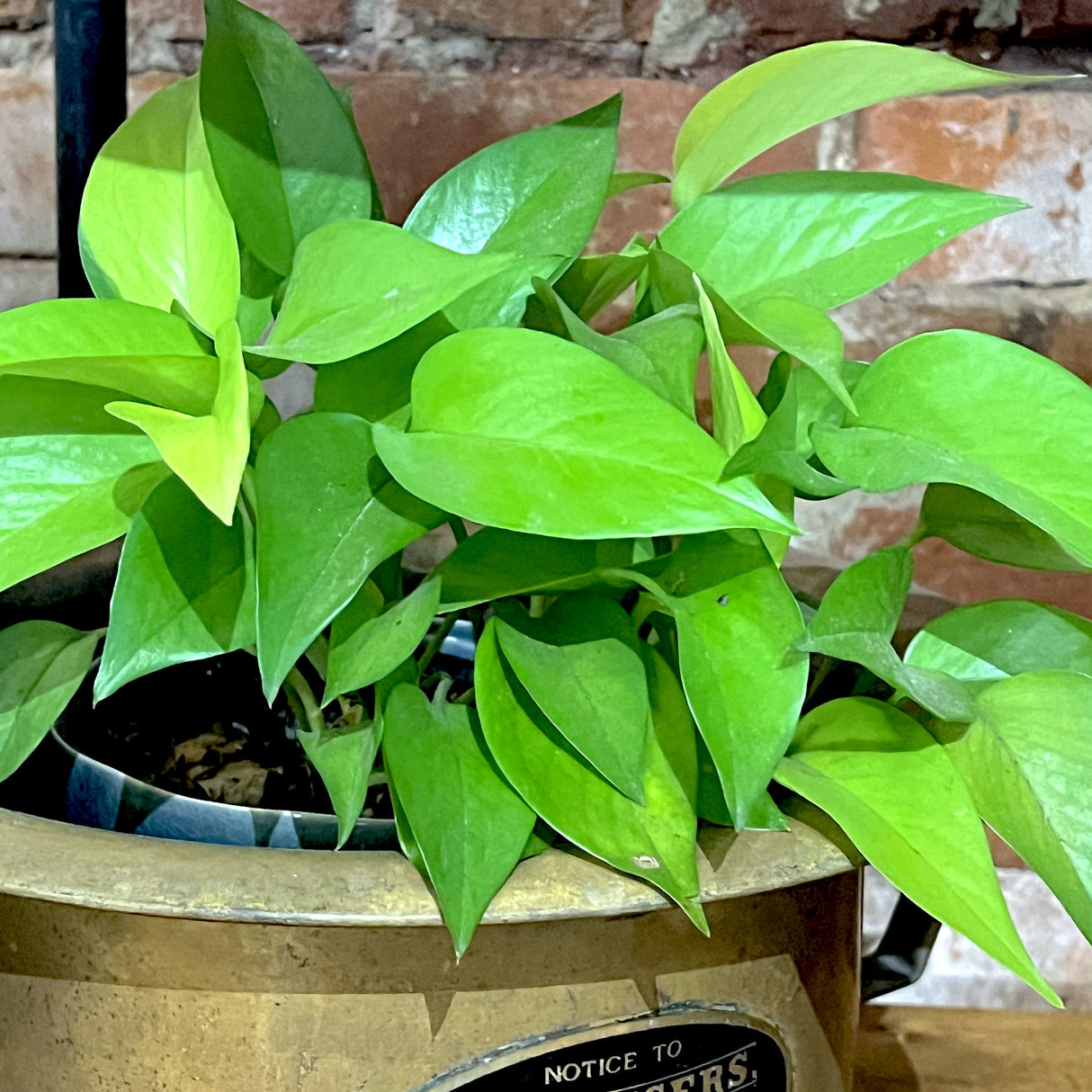 Pothos 'Neon'