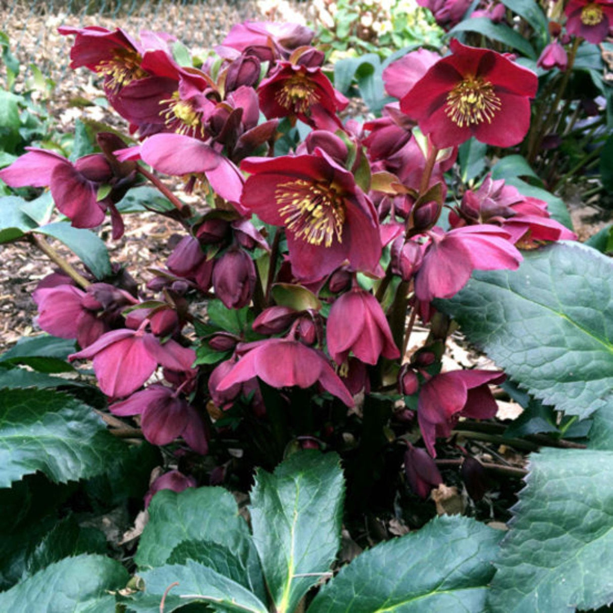 Ice N' Roses Red Helleborus flowers in a cluster with more flowers and mulch in the background.
