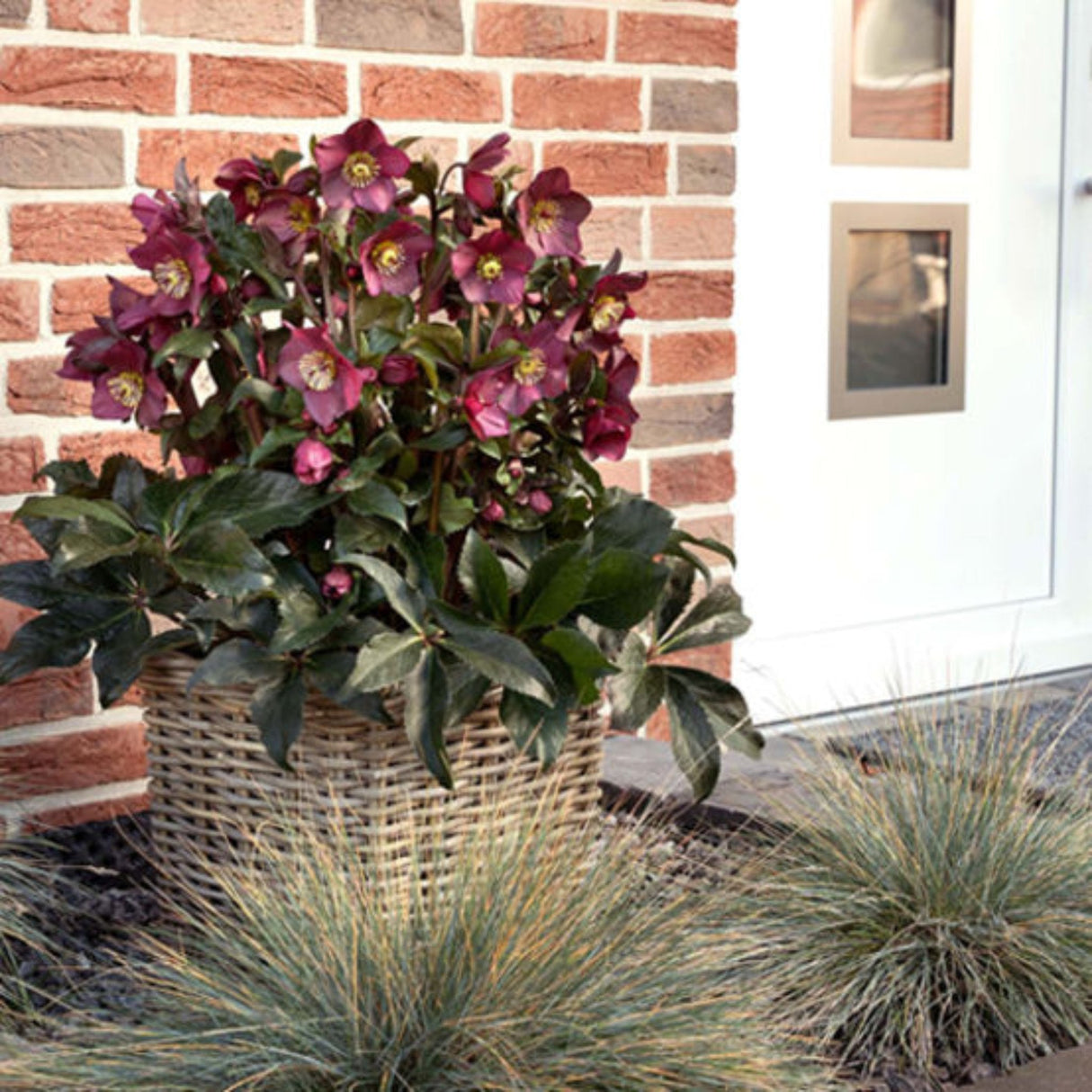 Ice N' Roses Red Helleborus flowers in a basket sitting next to a brick home.