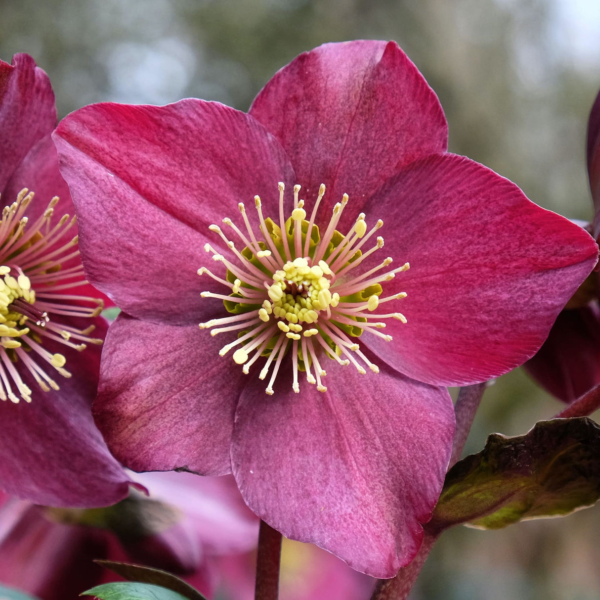 Zoom on the Ice N' Roses Red Helleborus flower.