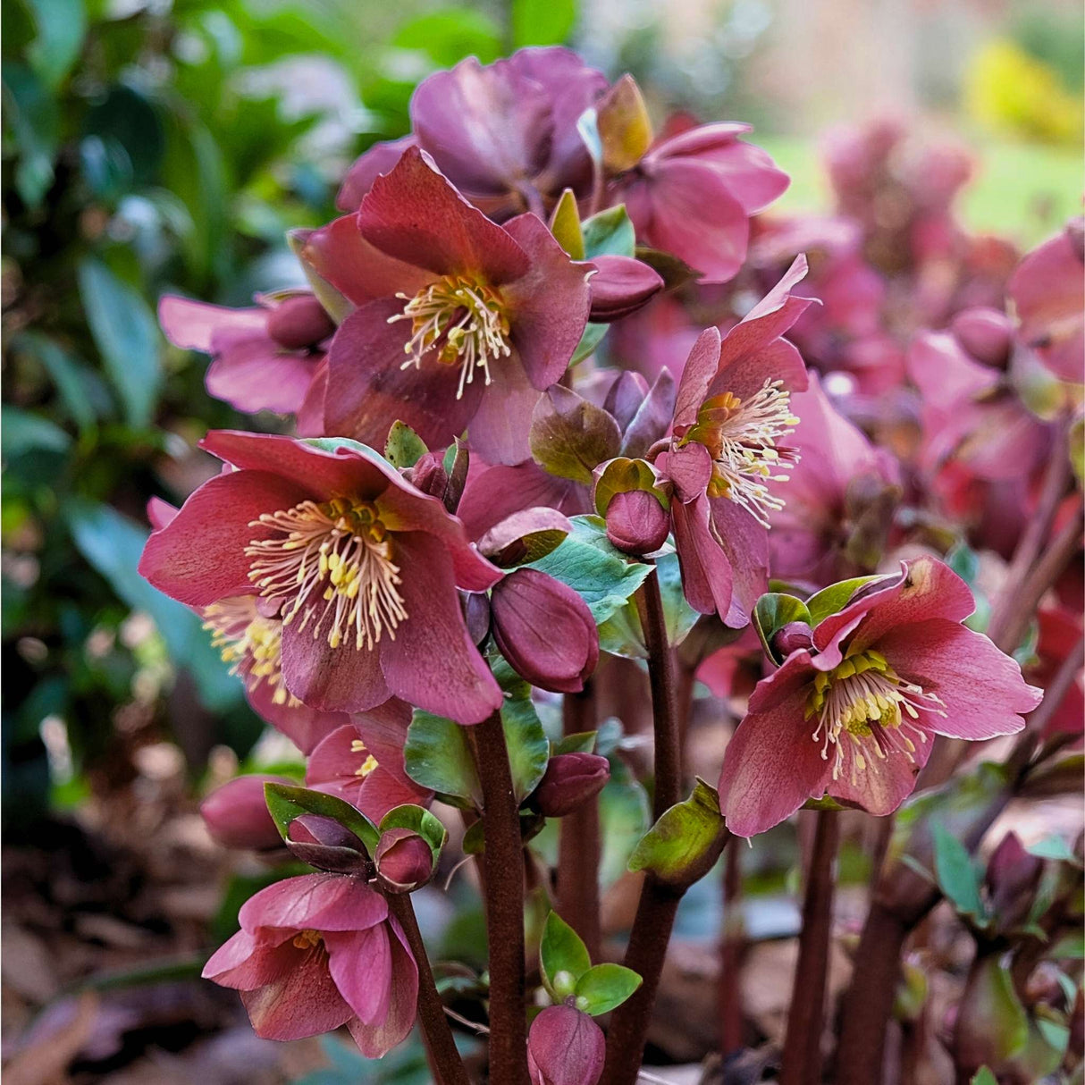 Ice N' Roses Red Helleborus flowers in a cluster with blurred flowers and foliage in the background.