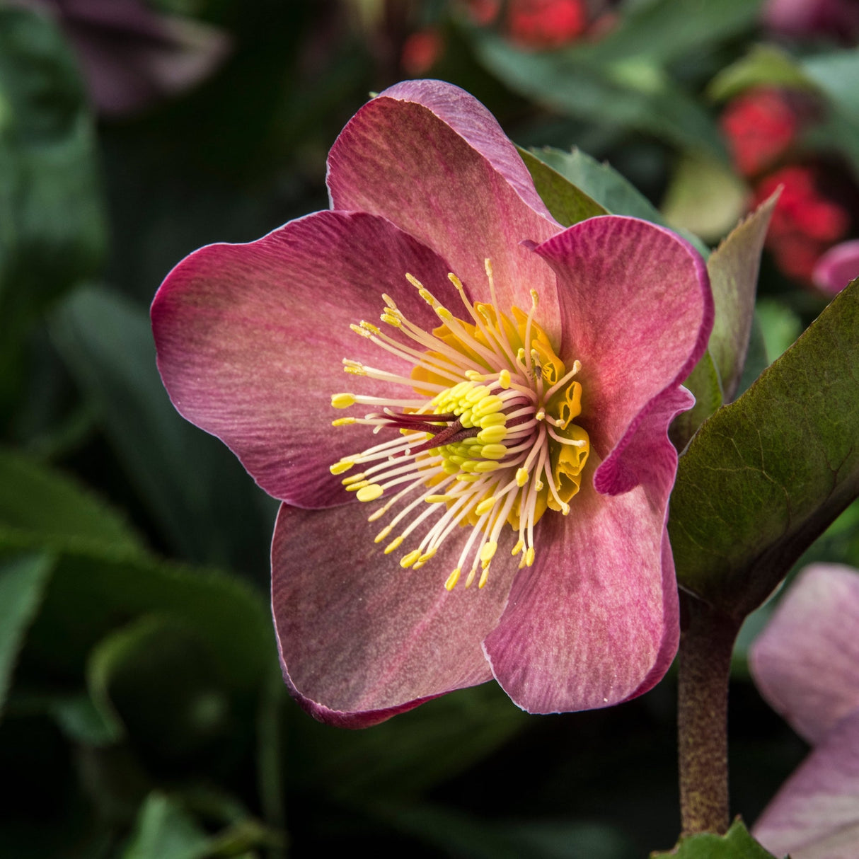 Cose up of the Ice N' Roses Red Helleborus flower with blurred flowers and foliage in the background.