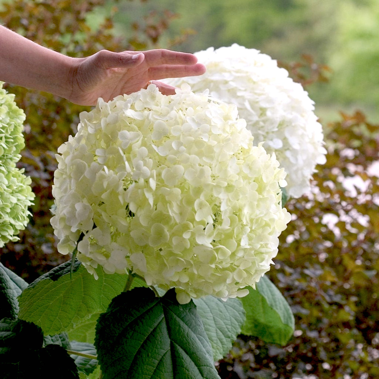 Large incrediball hydrangea flower ball with a person's hand reaching to touch it which provides scale.