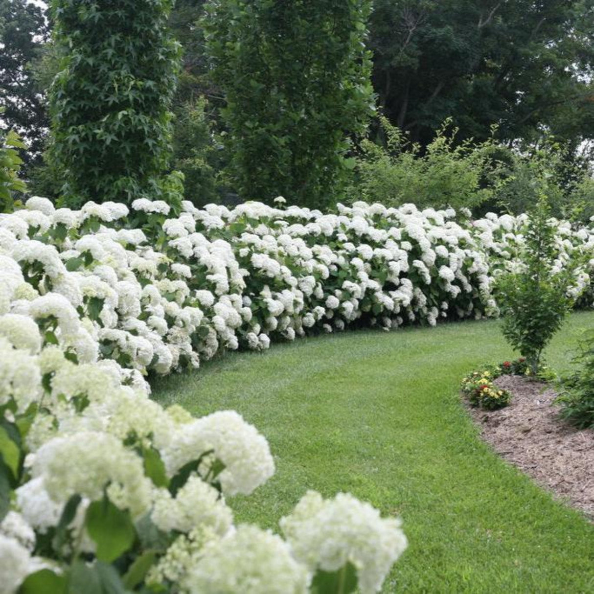 Long hedge of Incrediball hydrangea shrubs with brilliant white flower balls adding interest, texture and contrast to the lawn.