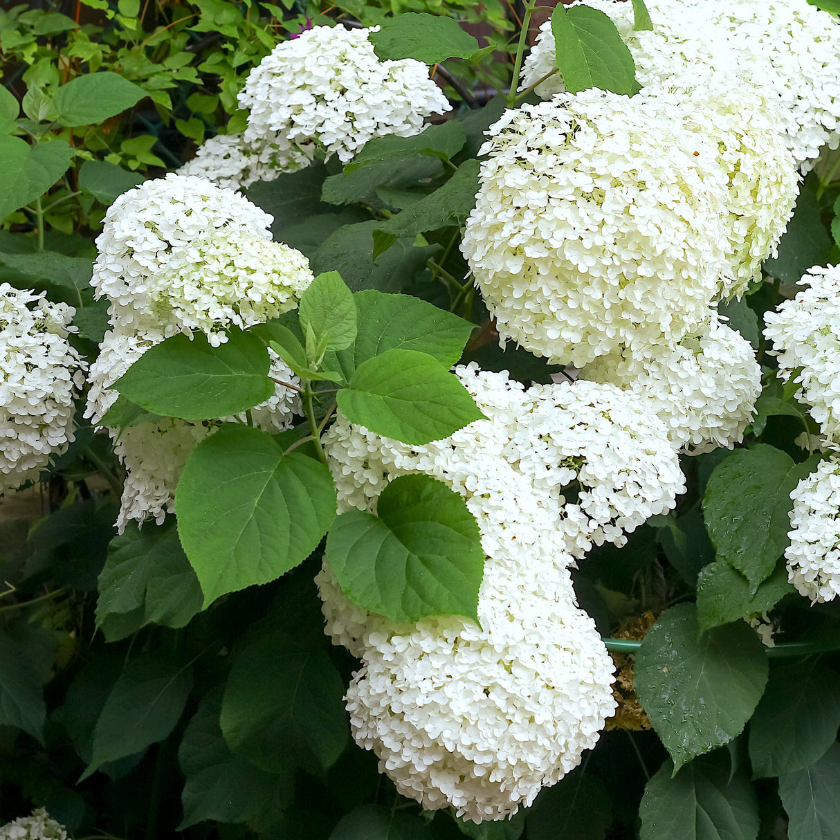 Cluster of several Incrediball hydrangea flower balls with lush green foliage.