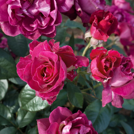 Intrigue Rose Tree