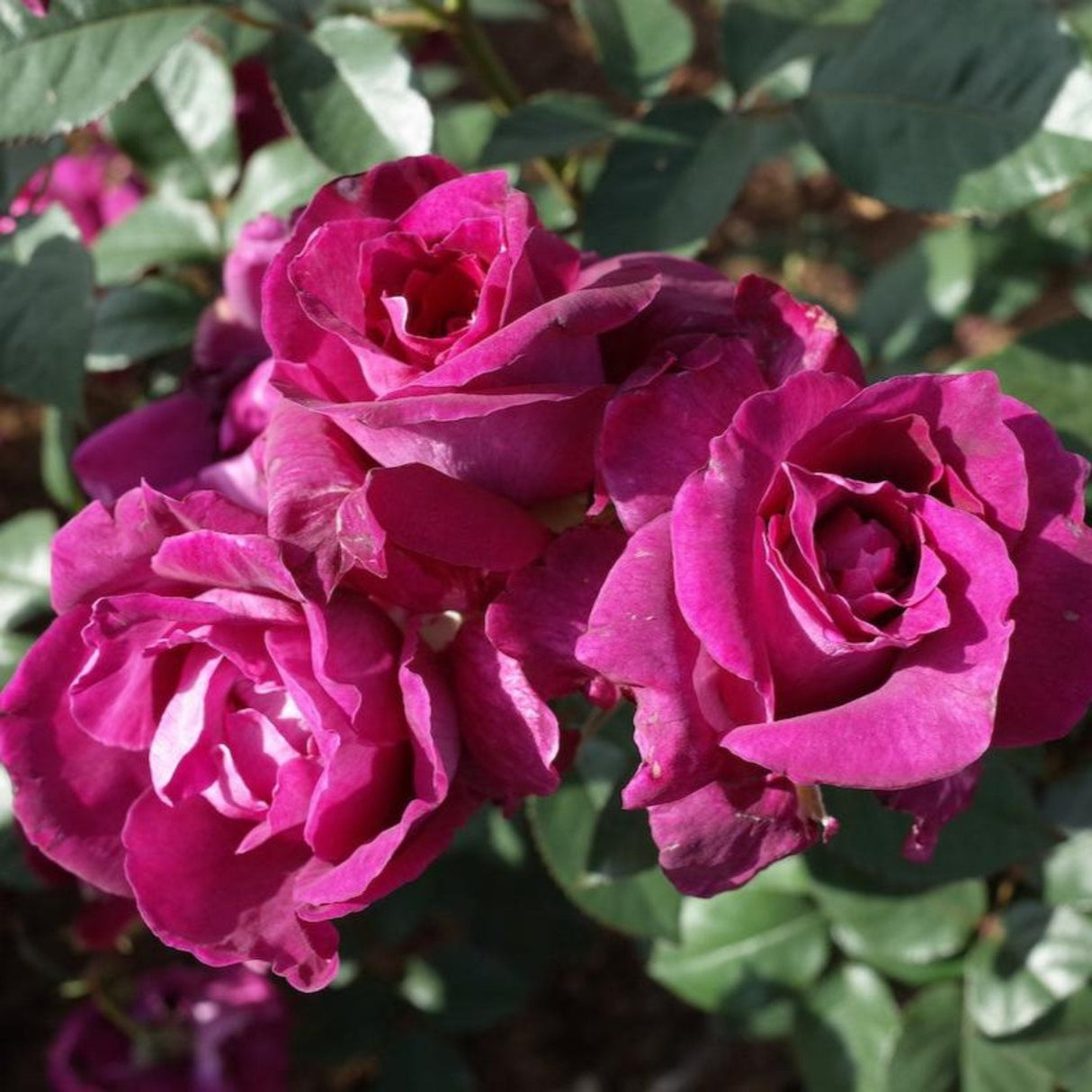 Close up on 3 blooms of the Intrigue rose tree
