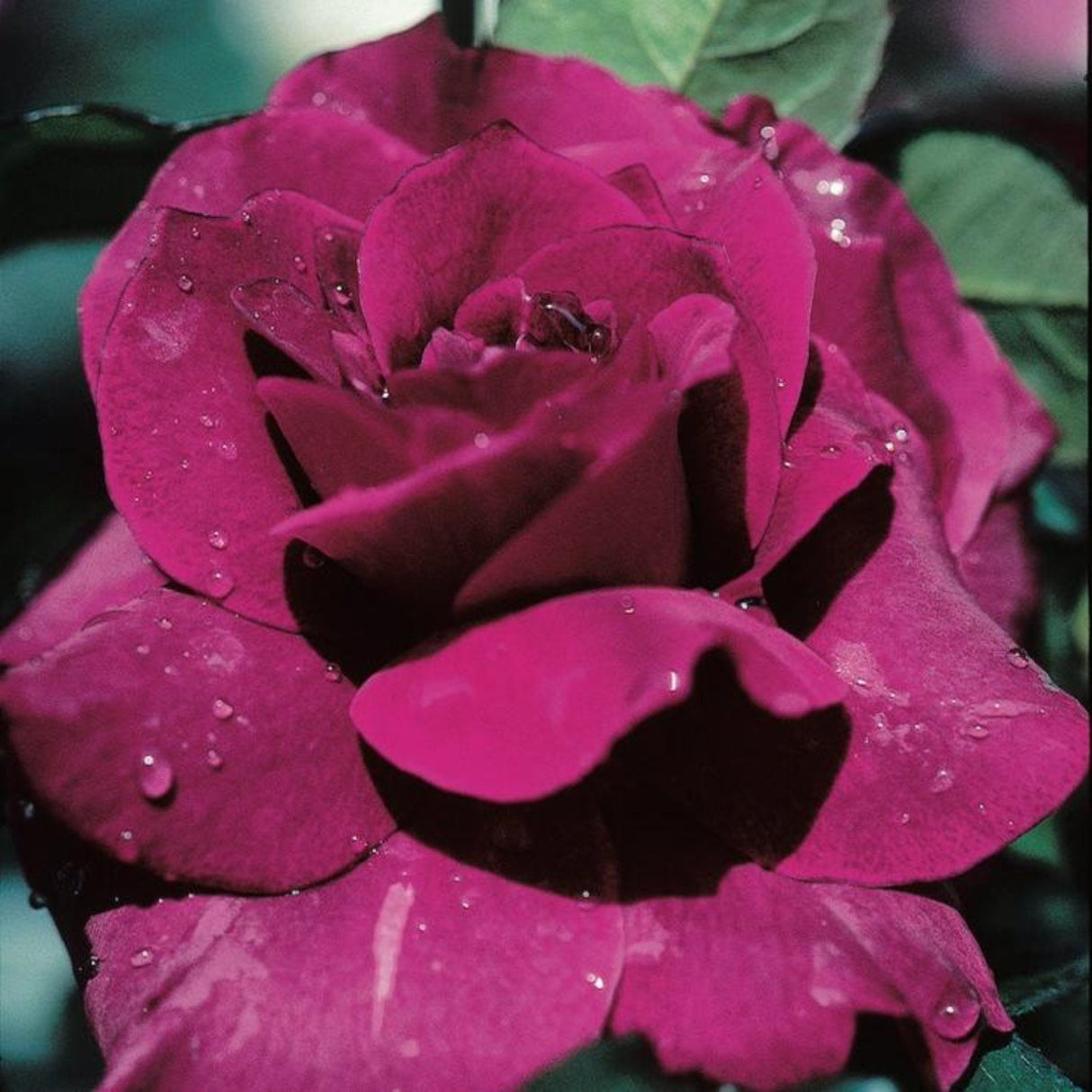 Single bloom of an intrigue rose from the intrigue rose tree.