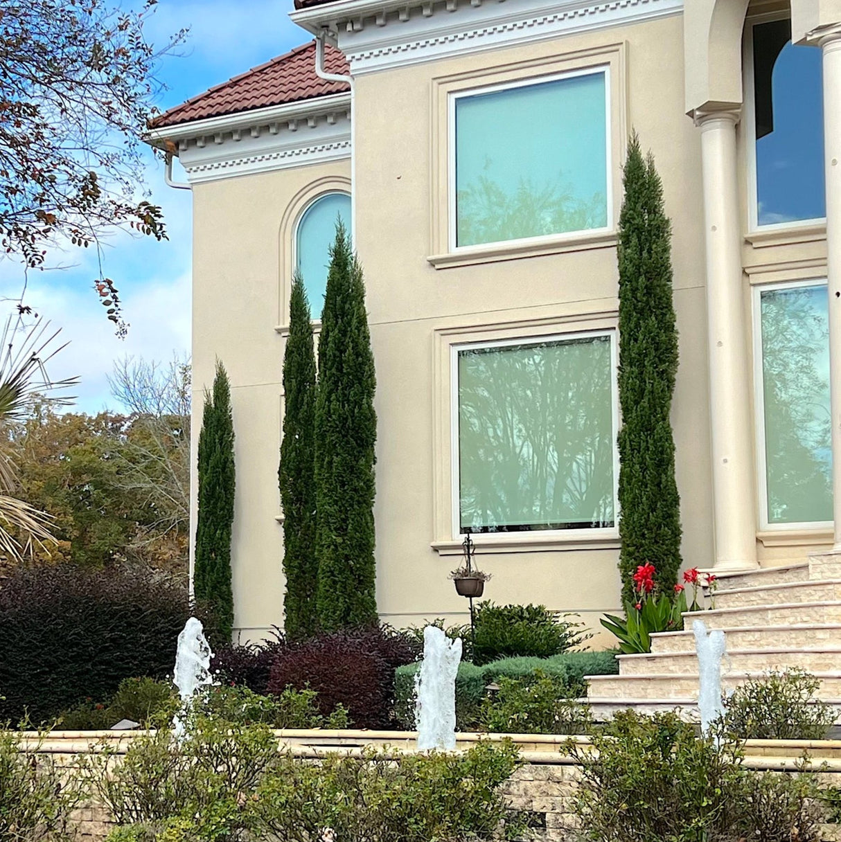 Italian Cypress - NationwidePlants.com