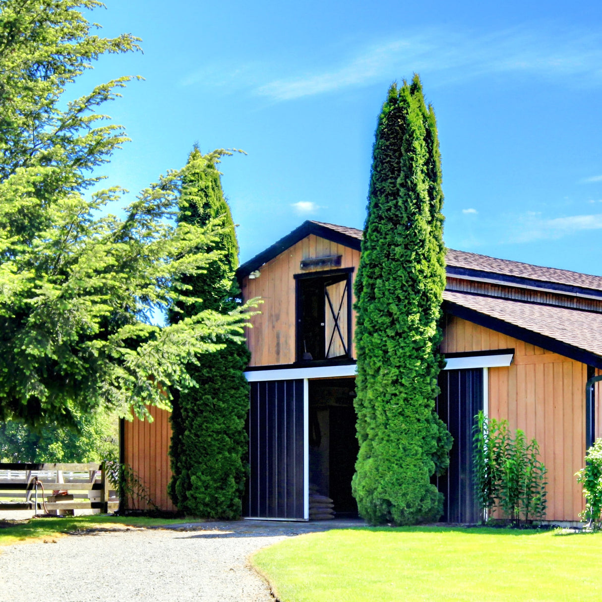 Tall, columnar Italian cypress trees with dense green foliage flank a wooden barn under a blue sky.