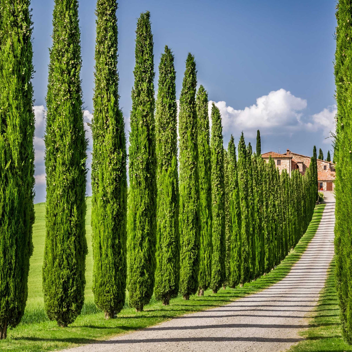 Italian Cypress - NationwidePlants.com