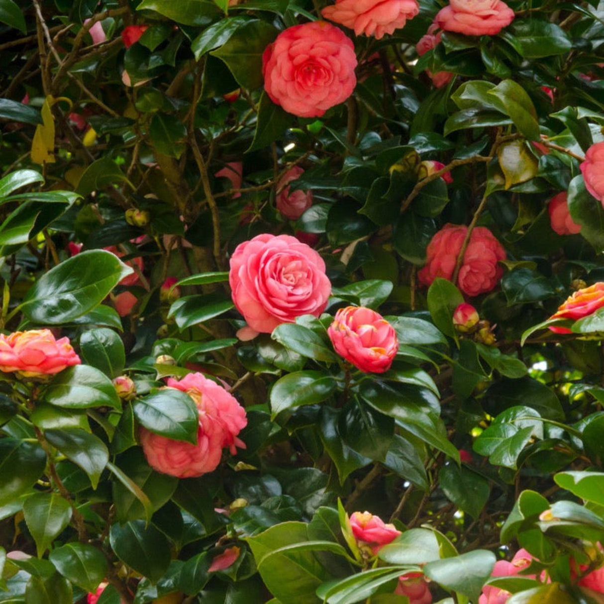Vibrantly blooming Jack's Camellia plant with Peony-Like more than double pink blooms with glossy green leaves.