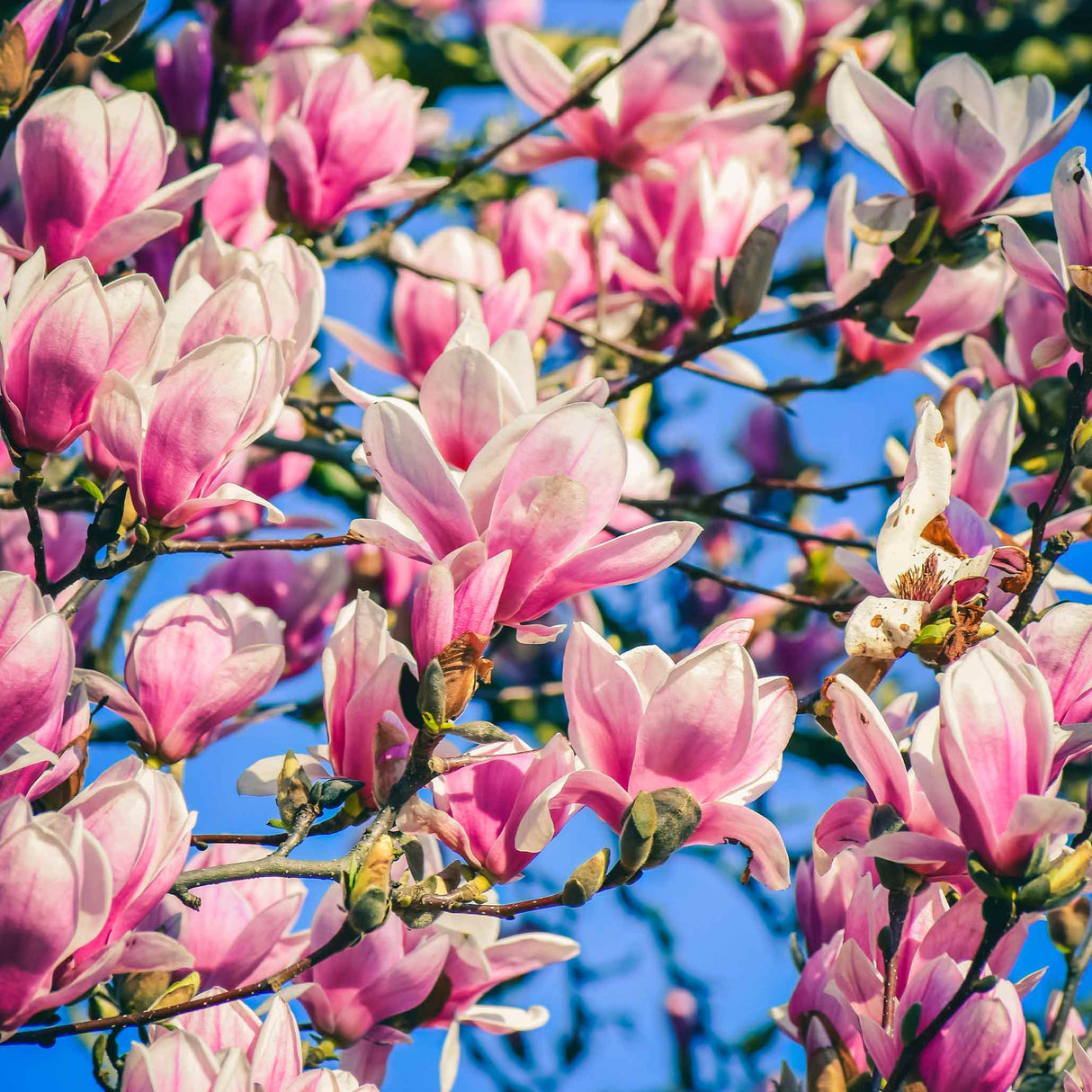 Close-up of pink and white Jane Magnolia blossoms against a bright blue sky.
