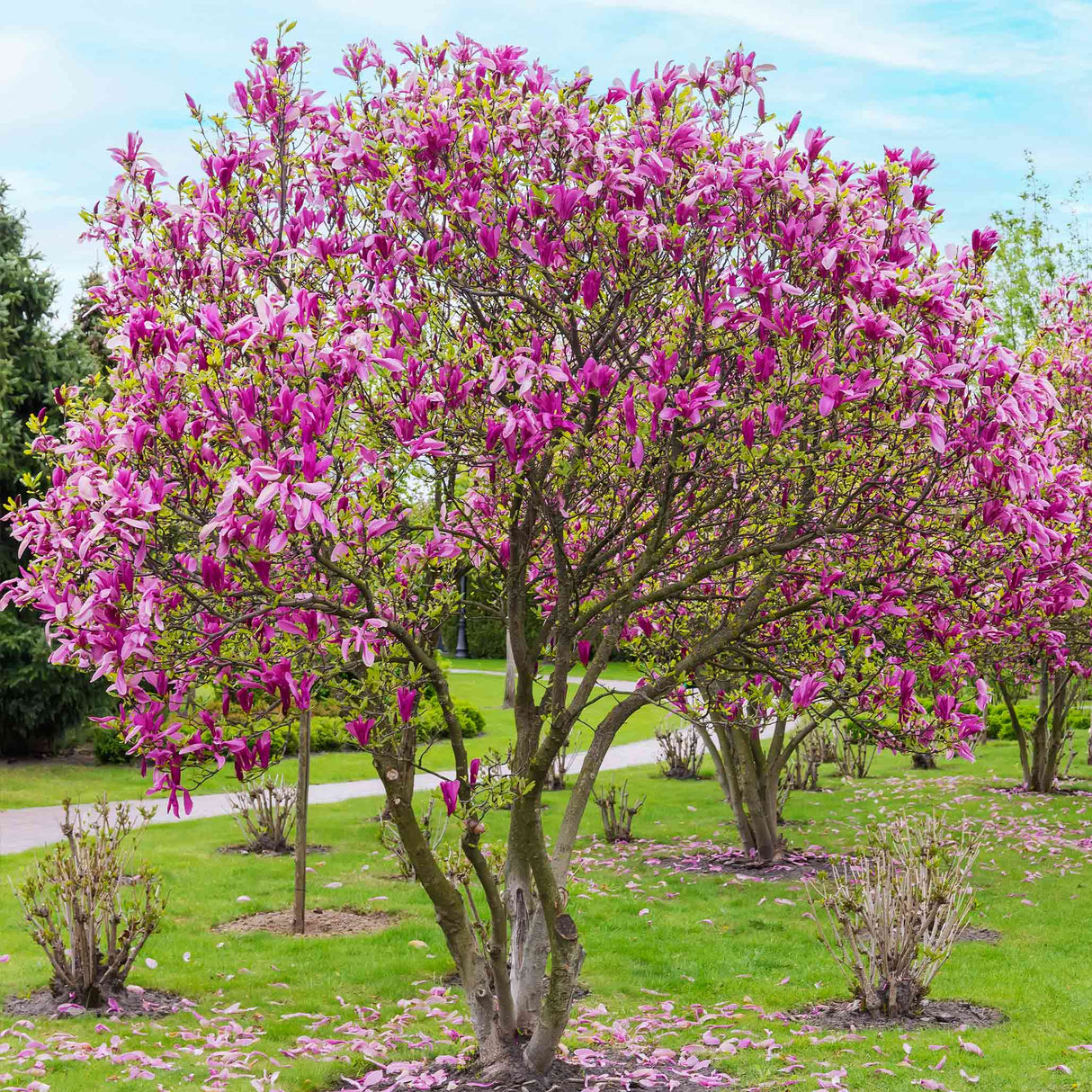 Large Jane Magnolia tree with pink-purple Jane Magnolia blooms in a landscaped yard.
