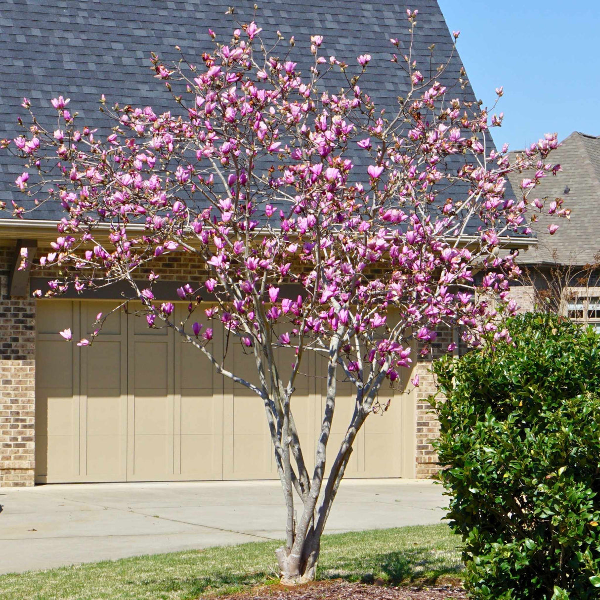Jane Magnolia tree with pink blooms planted in front of a house and driveway.