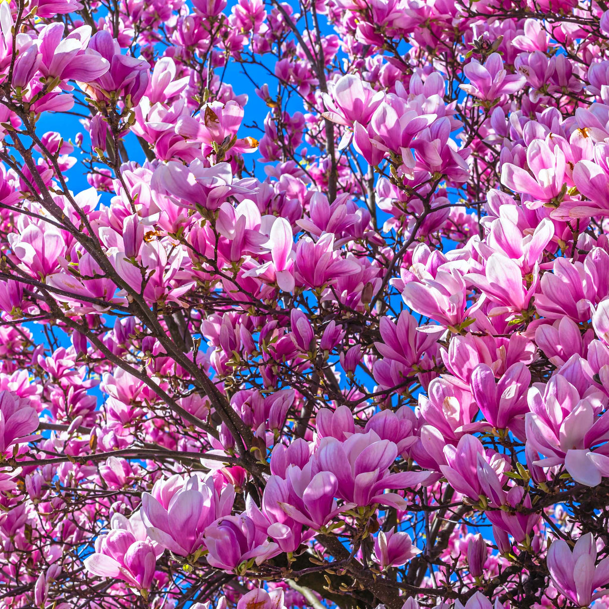 Close-up of vibrant pink Jane Magnolia blossoms on tree branches.