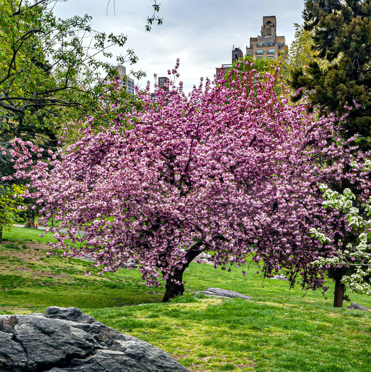 A mature flowering cherry tree with pink blossoms in a manicured park setting, surrounded by grass and shrubs.