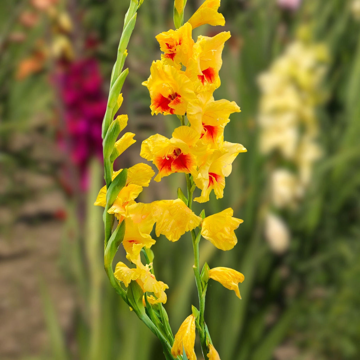 Tall Jester Gladiolus with bright yellow petals and red centers, blooming in a garden setting.