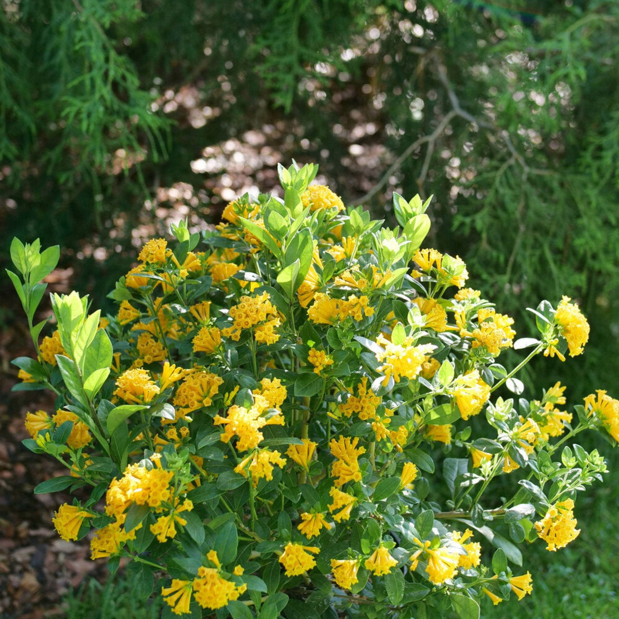 Juiced Orange Jessamine shrub with bright yellow-orange flowers and glossy green leaves in a garden.