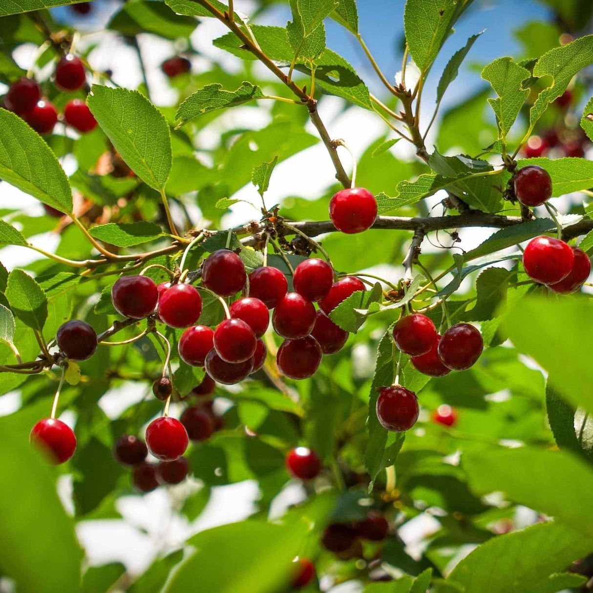 Close up of the fruit of a Juliet Cherry Tree growing on a branch with bright green foliage.