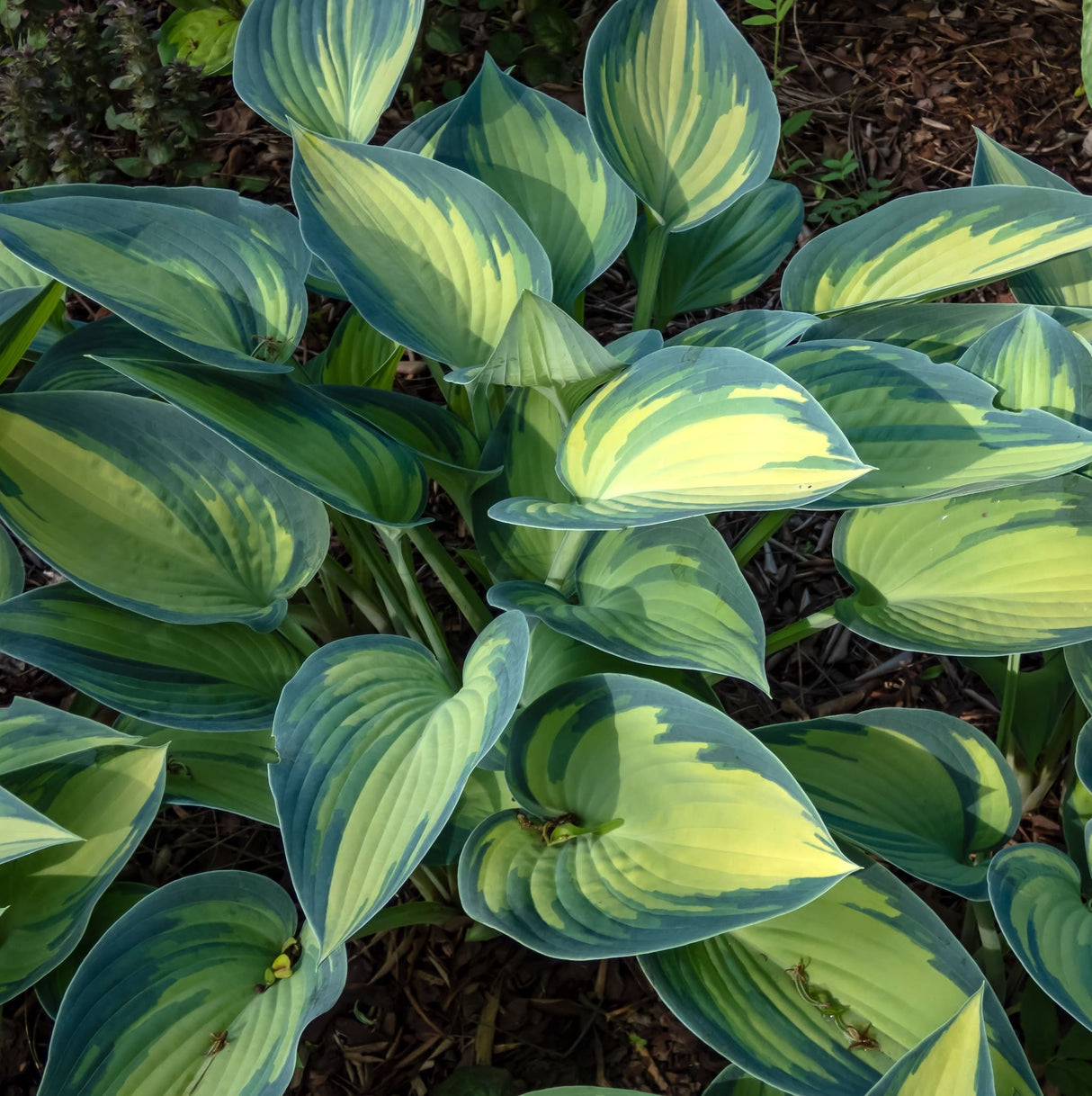 June Hosta