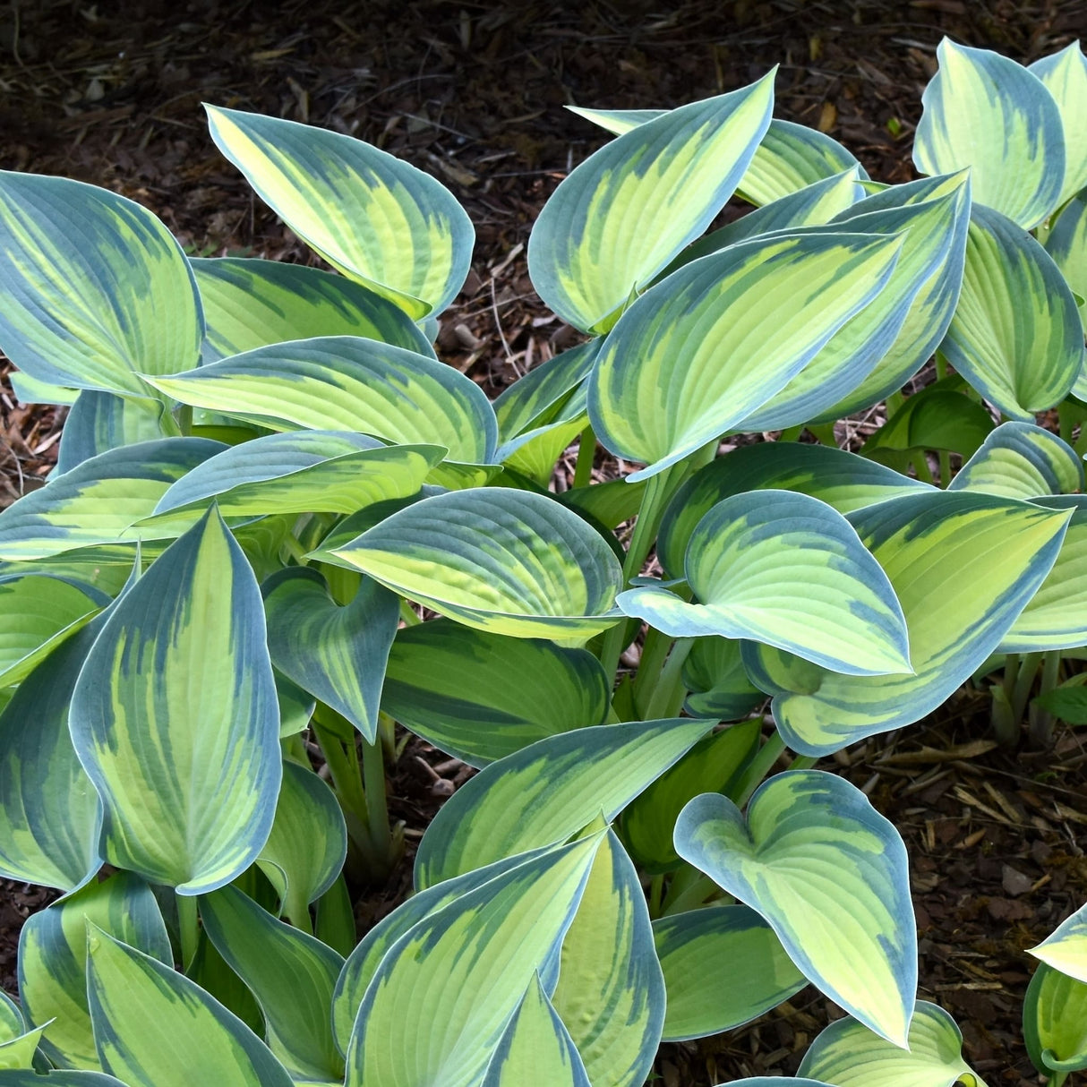 Variegated June Hosta with yellow-green centers and blue-green edges, planted in mulch.