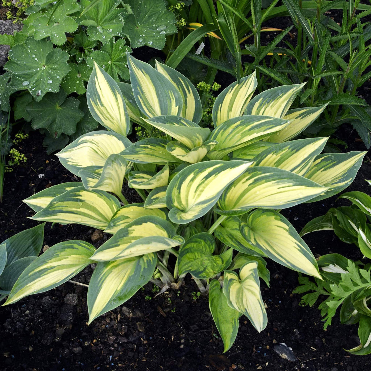 Compact June Hosta with creamy yellow centers and dark blueish green margins, growing in dark soil.