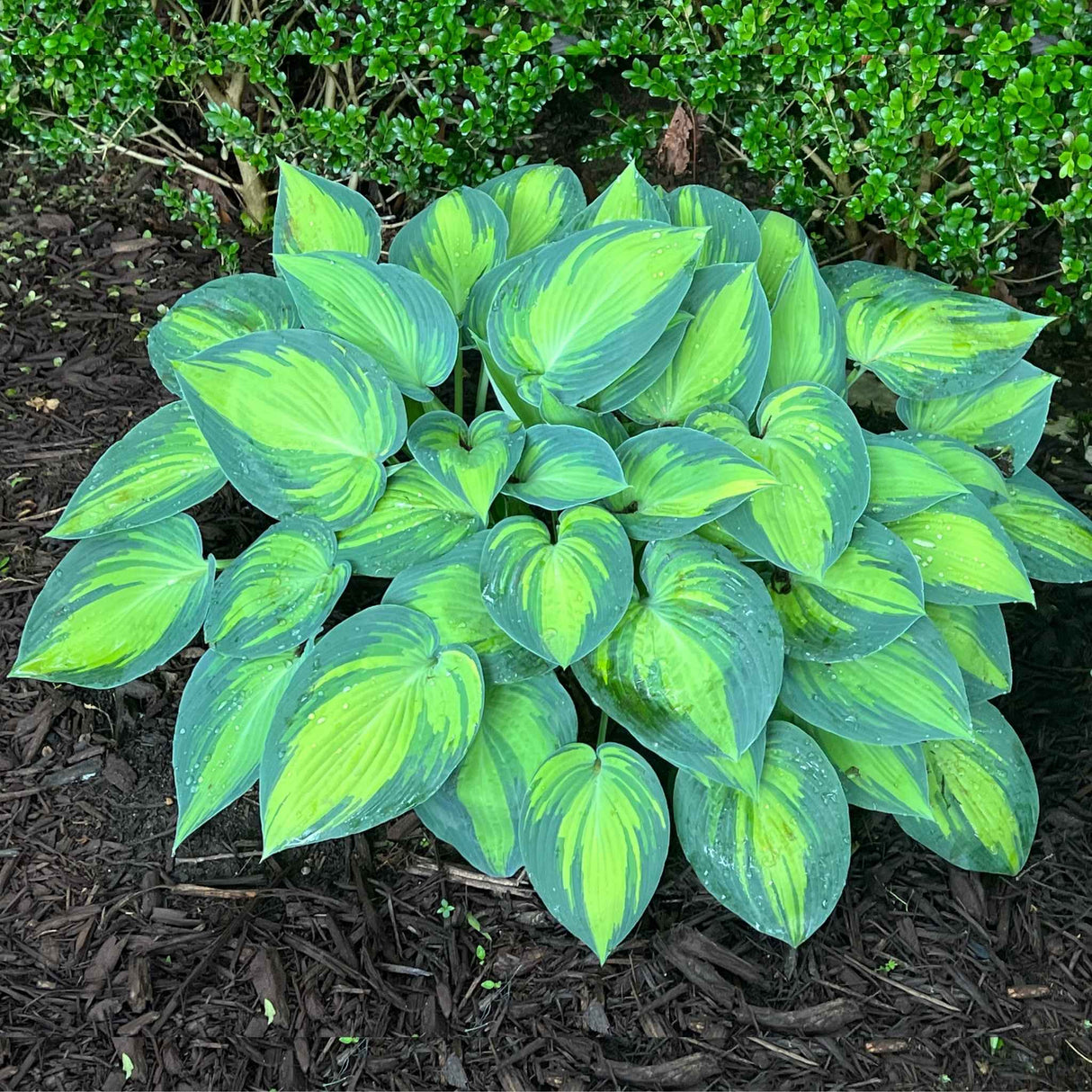 June Hosta