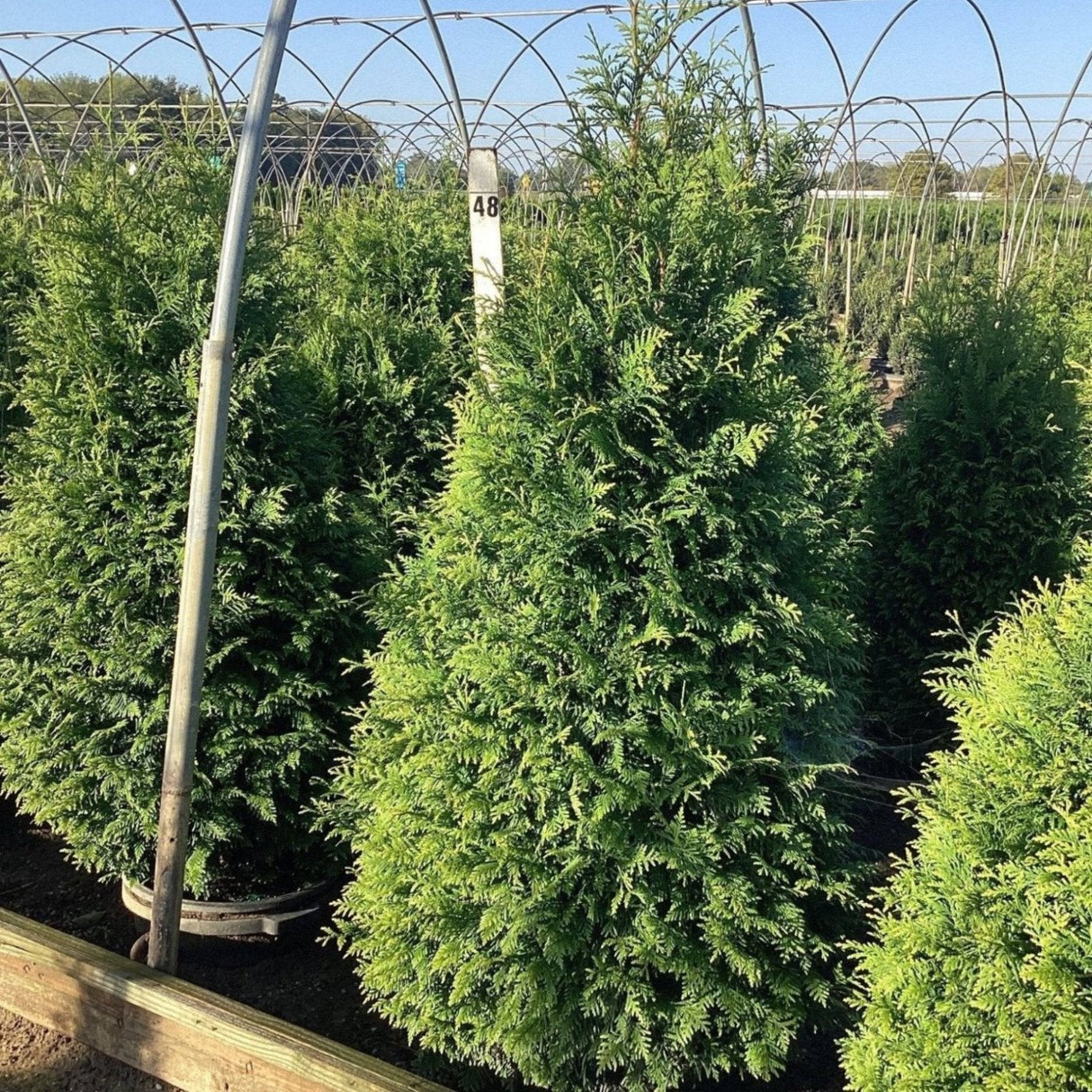 Thick, vibrant green junior giant evergreen trees growing in nursery pots in an open air hoop house, with a measuring stick showing the tops of their growth above the 48 inch line in the back of the photo.