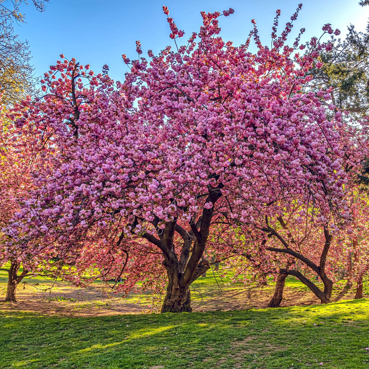 A stunning Japanese flowering cherry tree with dense pink blossoms, standing alone in a park with soft sunlight filtering through its branches.