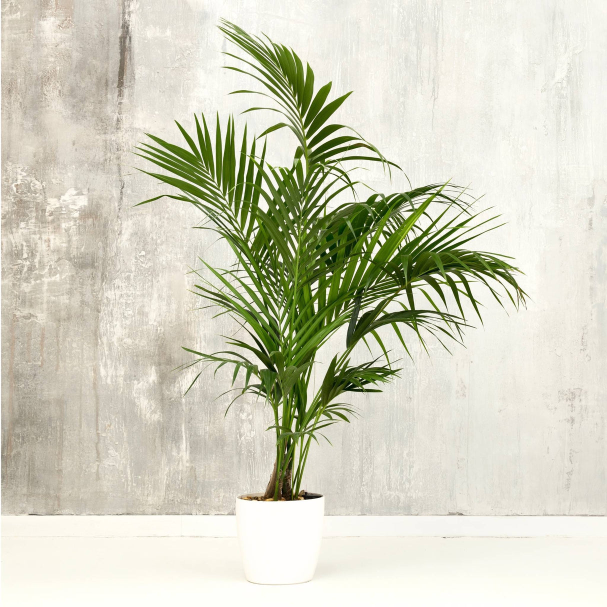 Tall Kentia Palm in a white pot against a light gray textured wall.