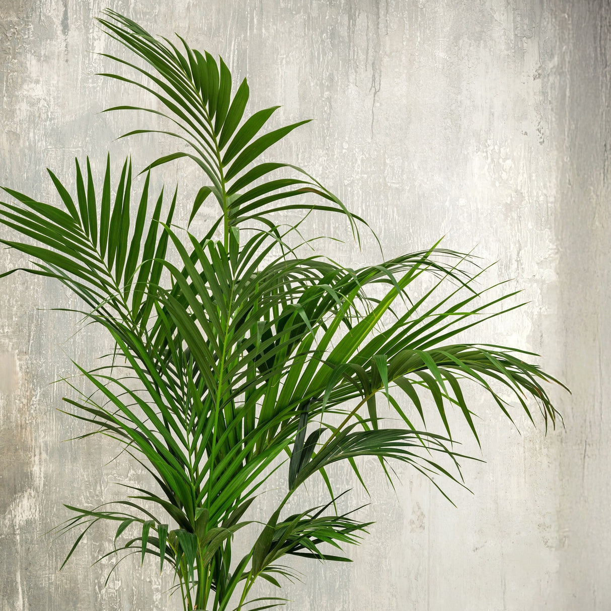 Medium Kentia Palm in a white pot, placed before a gray concrete wall.