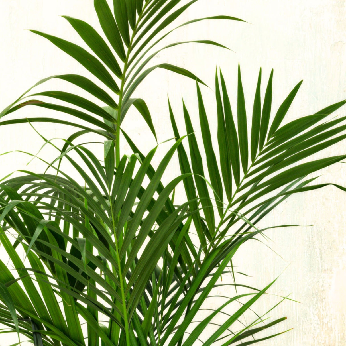 Close-up of Kentia Palm's arching green fronds with a light background.