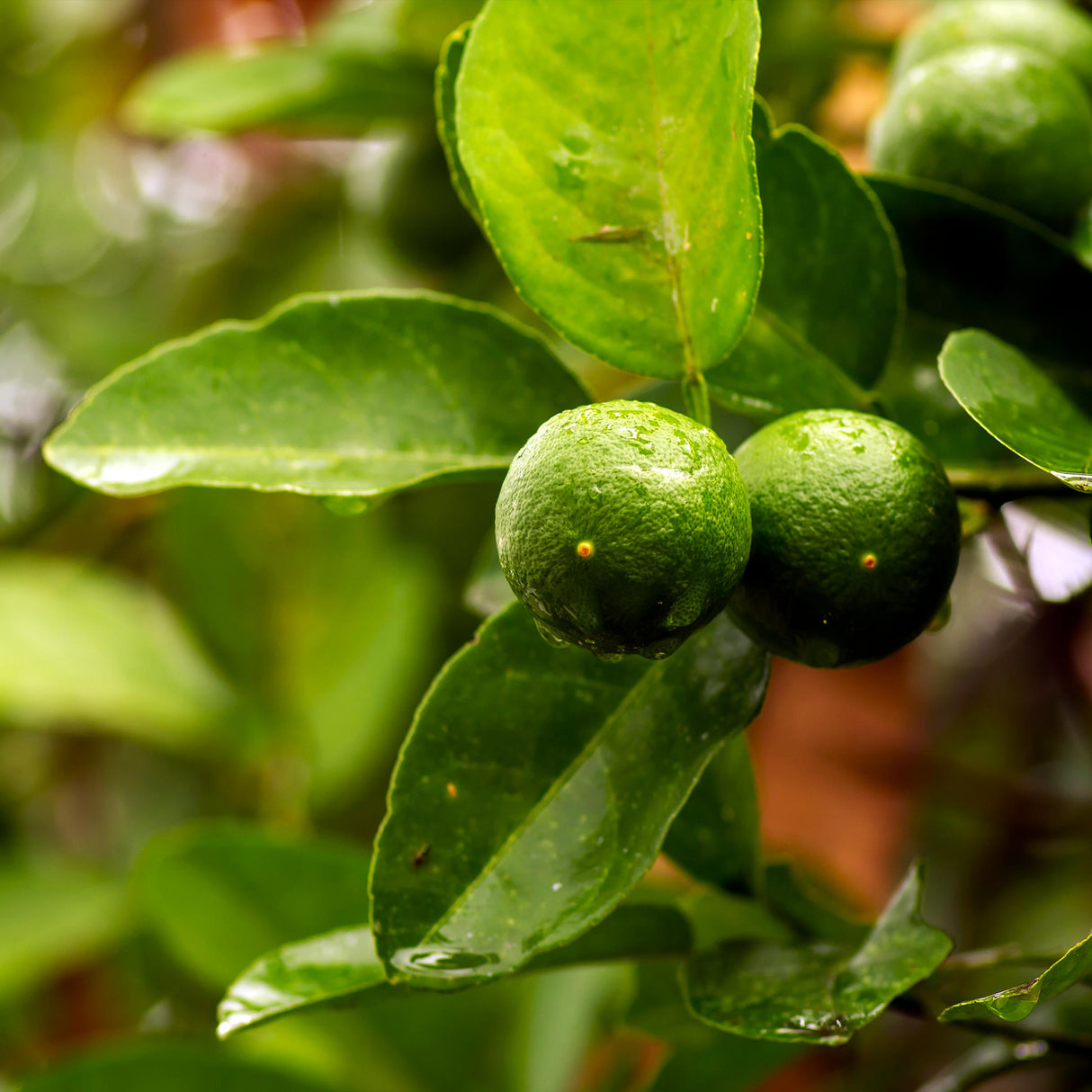 Key Lime Tree foliage with small, dark green key limes growing on a stem.