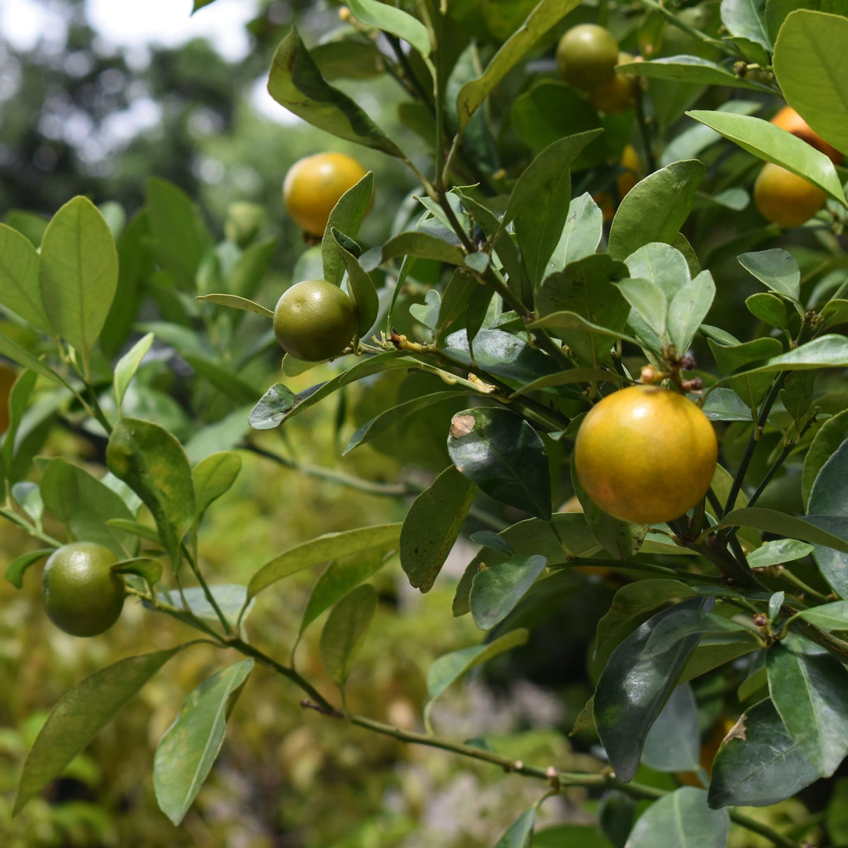Key Lime Tree with extremely ripe fruit