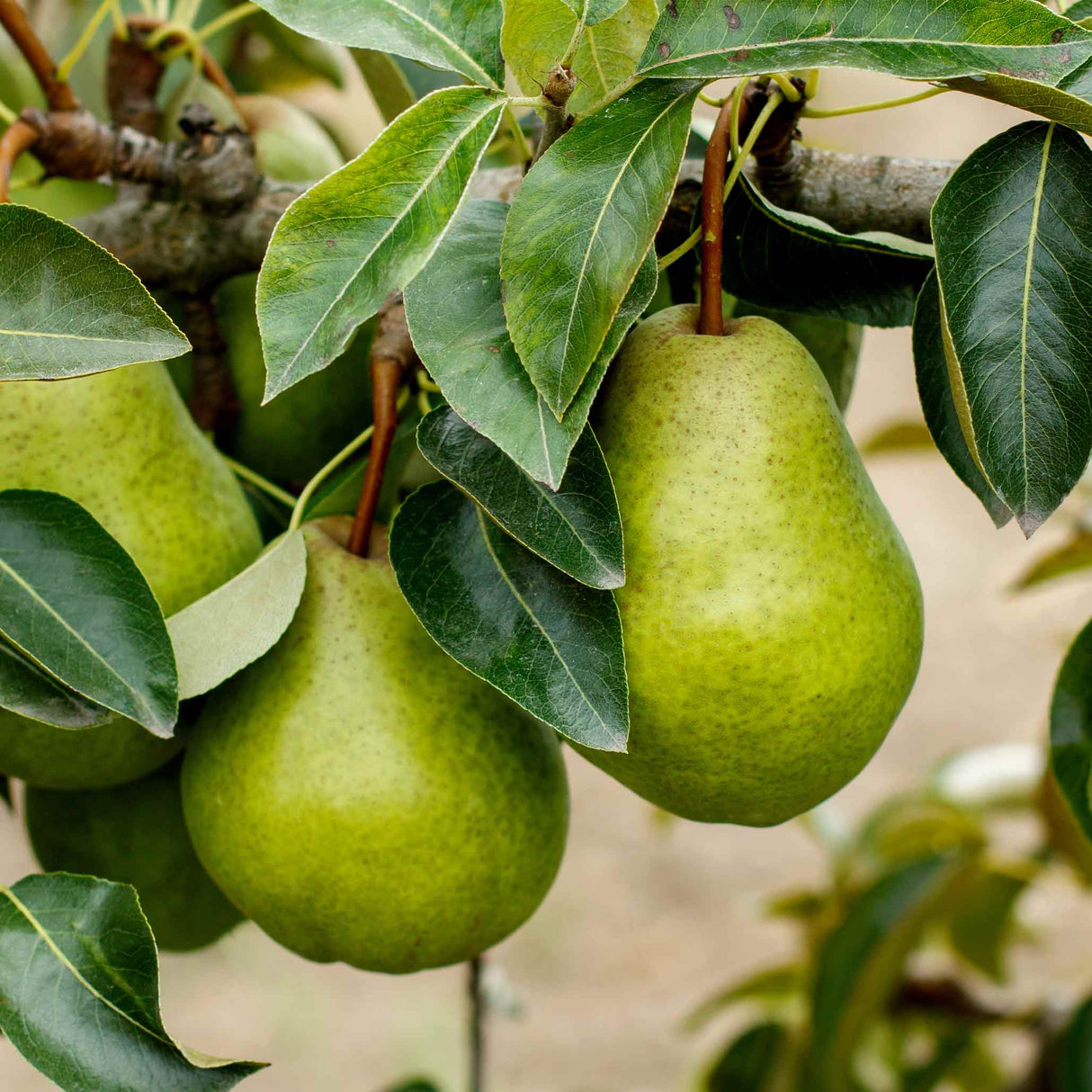 Kieffer Pear Tree - NationwidePlants.com