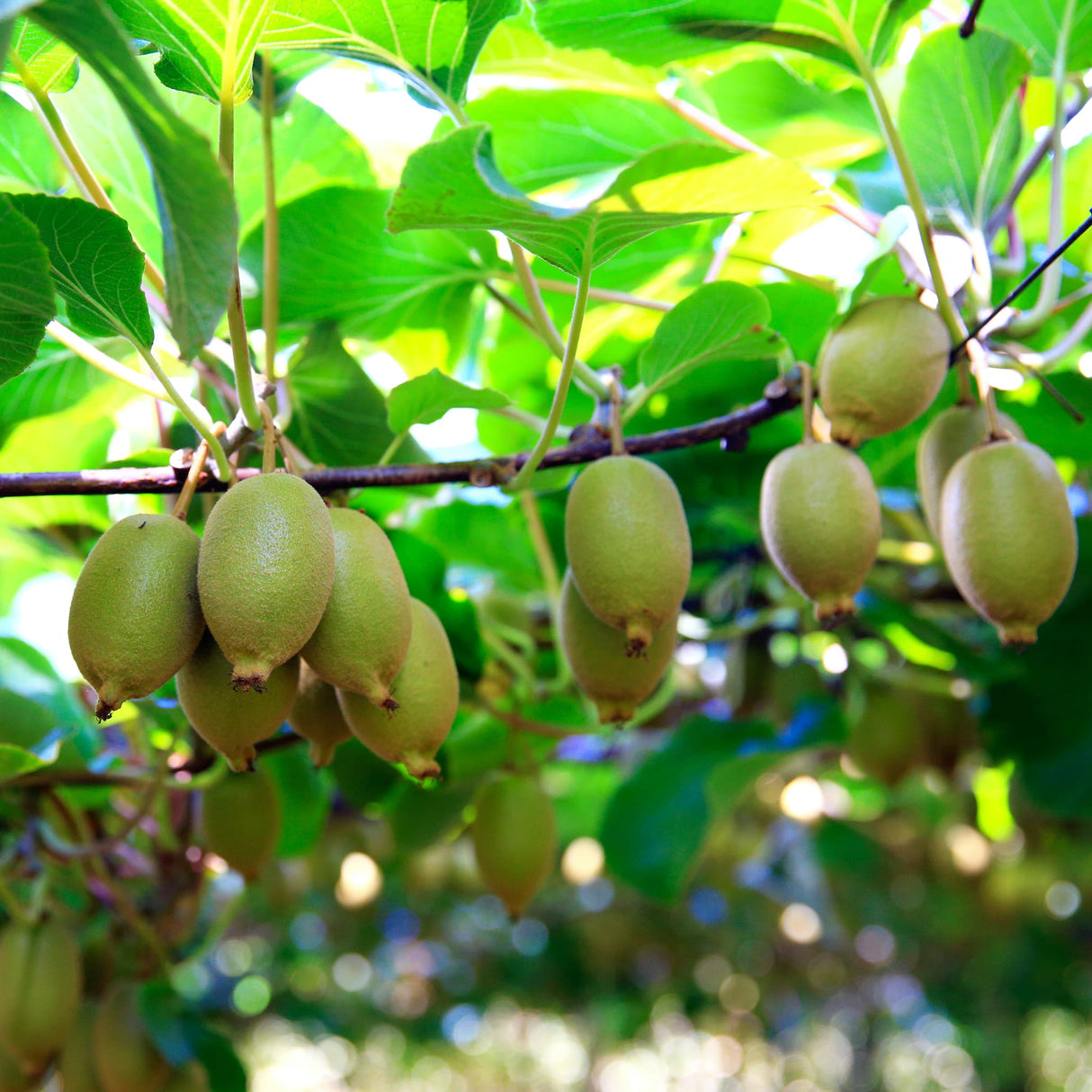 Clusters of oval-shaped prolific kiwi fruit hanging from a vine with lush green leaves in sunlight.