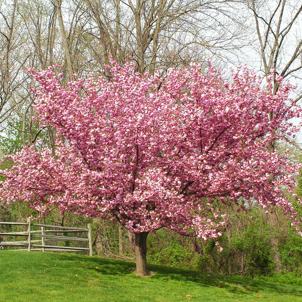 A fully bloomed Prunus serrulata ‘Kanzan’ with vibrant pink flowers, situated near a rustic fence in a natural landscape.