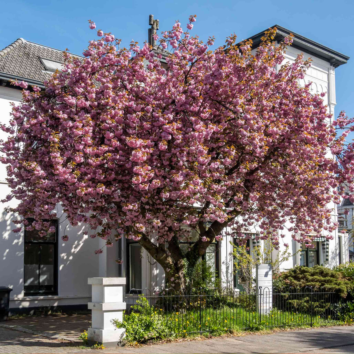 A lush, ornamental cherry tree with rich pink blossoms adding charm to a residential entrance.