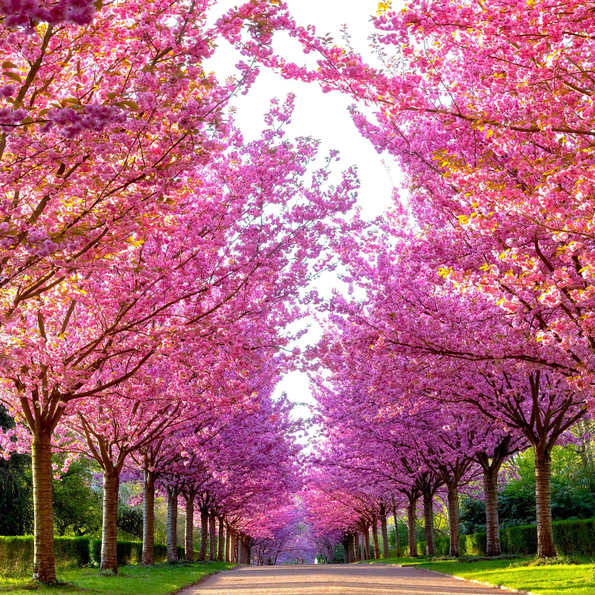A pathway lined with symmetrical, arching cherry trees in peak bloom, forming a picturesque pink tunnel.