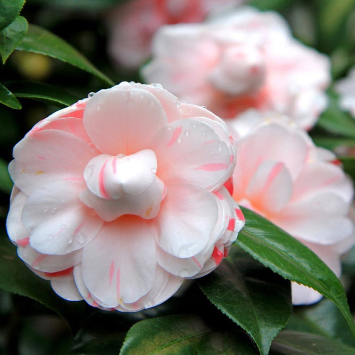 Close-up of a LA Peppermint Camellia bloom with soft pink and white petals, accented by red streaks, surrounded by glossy green leaves.