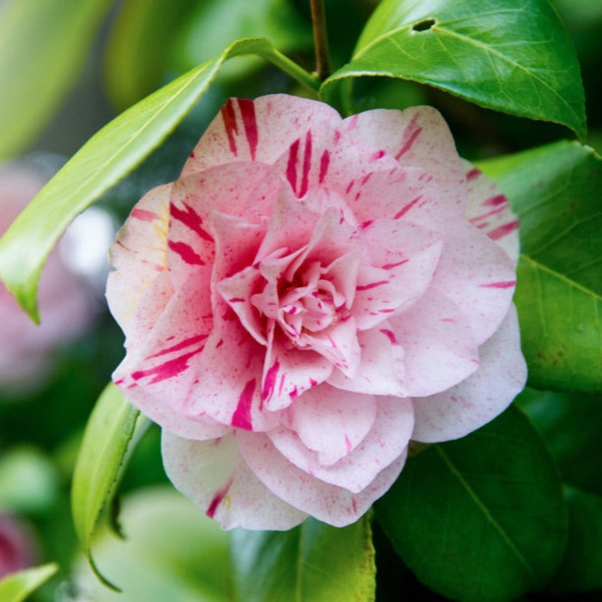 A single LA Peppermint Camellia flower with pink and white petals featuring red streaks, set against green foliage.