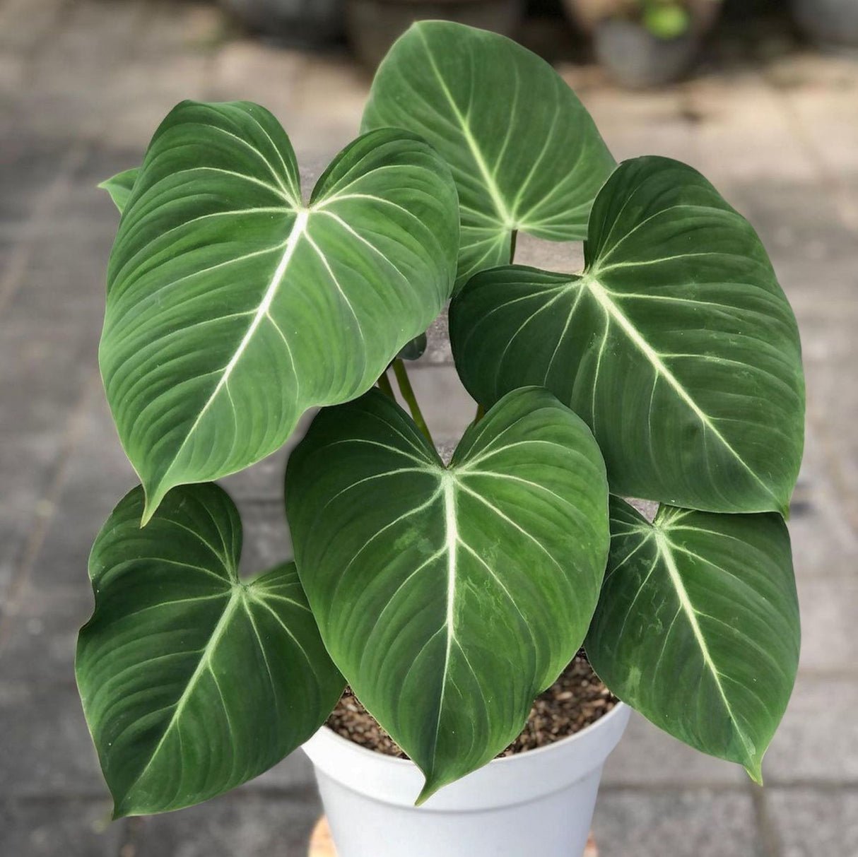 Gloriosom Philodendron in white planter sitting on a stool