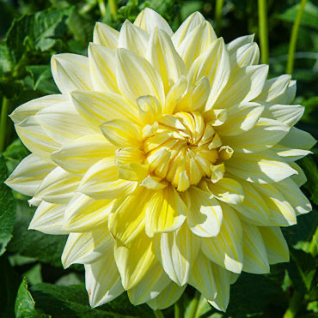 Soft yellow La Luna Dahlia in full bloom, showcasing its rounded, fully double petals against green foliage.