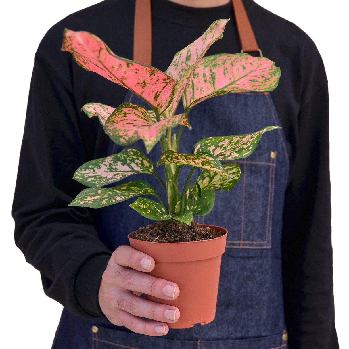 Person holding a lady valentine houseplant, with the plant being prominently featured to display its pink and green bracts growing in a small nursery planter.