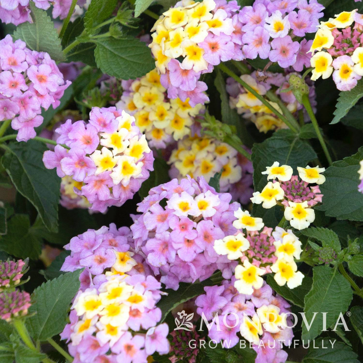 Clustered pink and yellow Mary Ann Lantana flowers with green foliage.