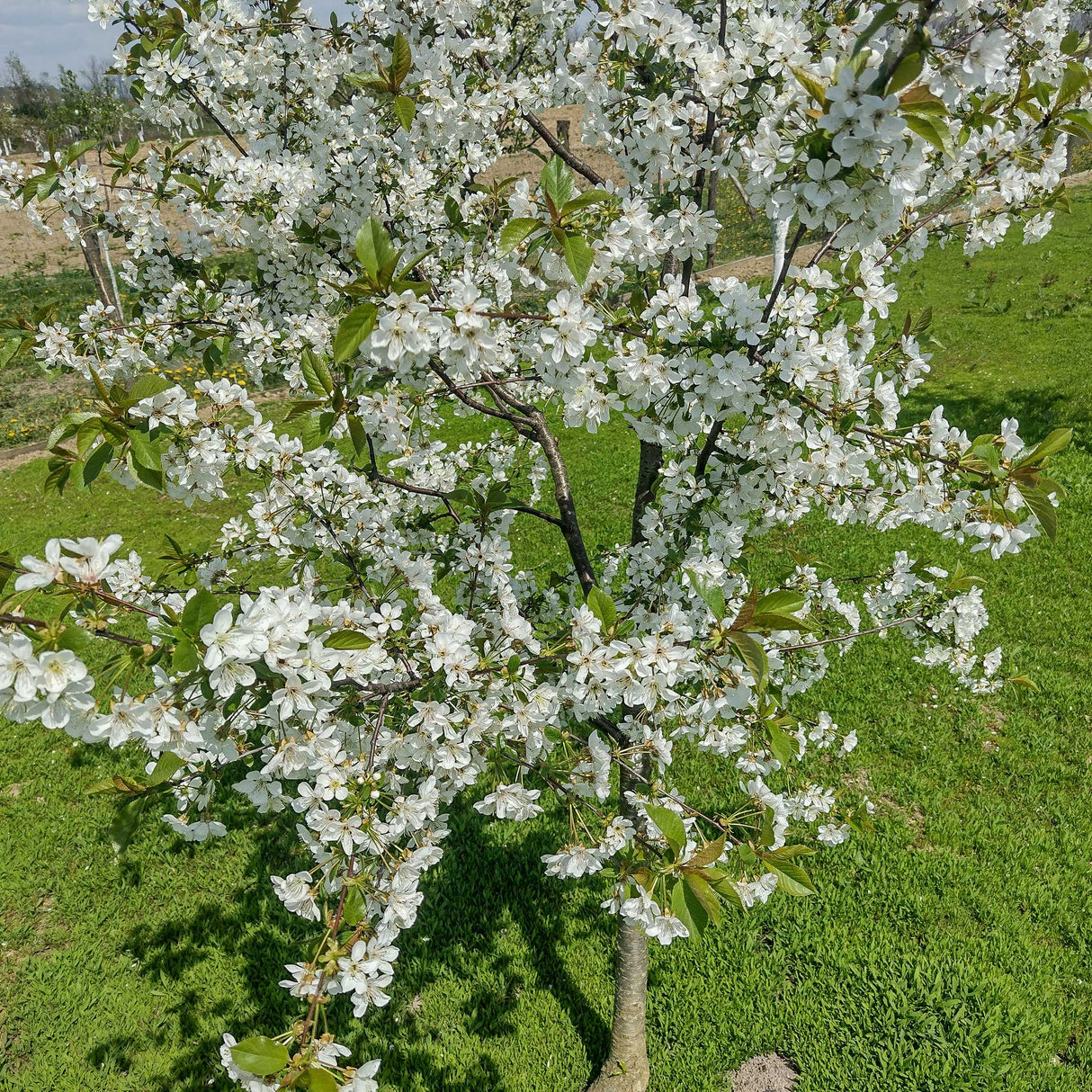 Lapins Cherry Tree - NationwidePlants.com