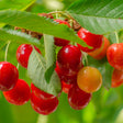 Lapins Cherry Tree - NationwidePlants.com