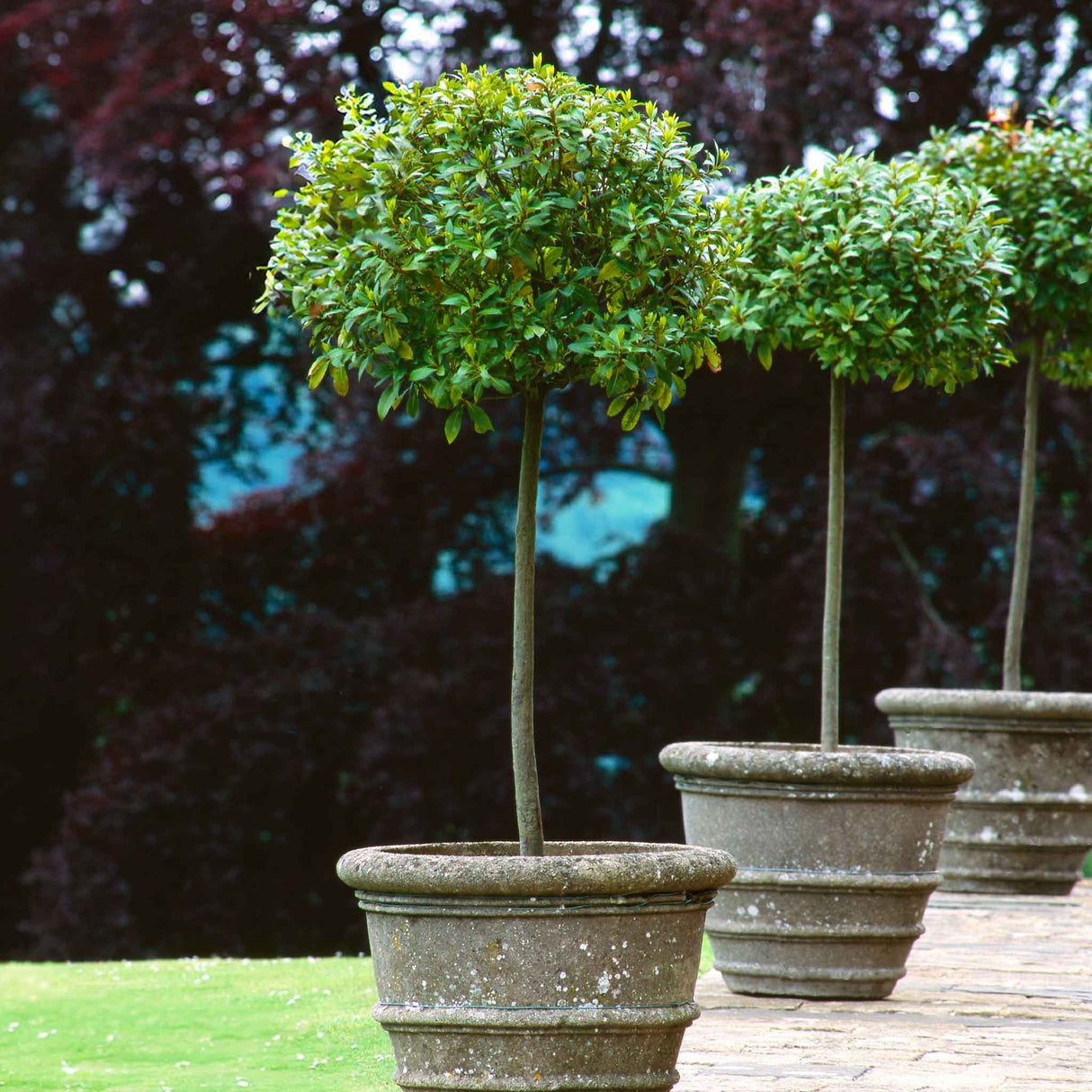 English Laurel Topiary (Single Ball) - NationwidePlants.com